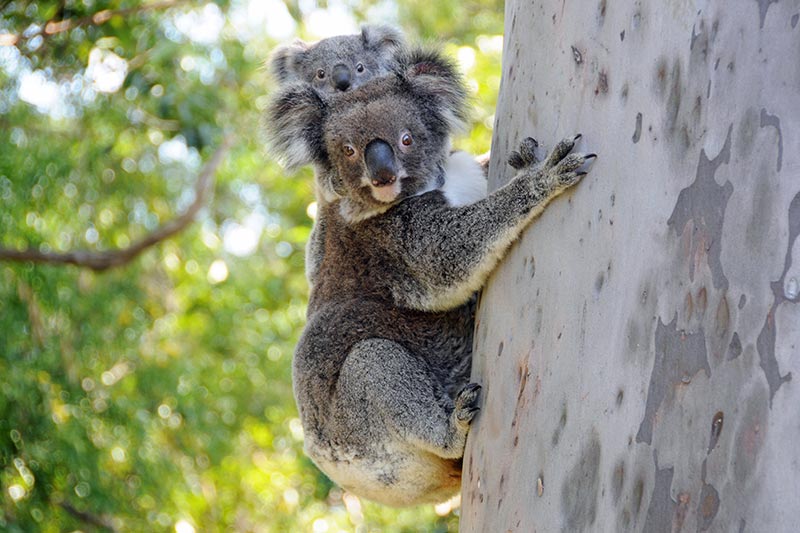 koala on a tree