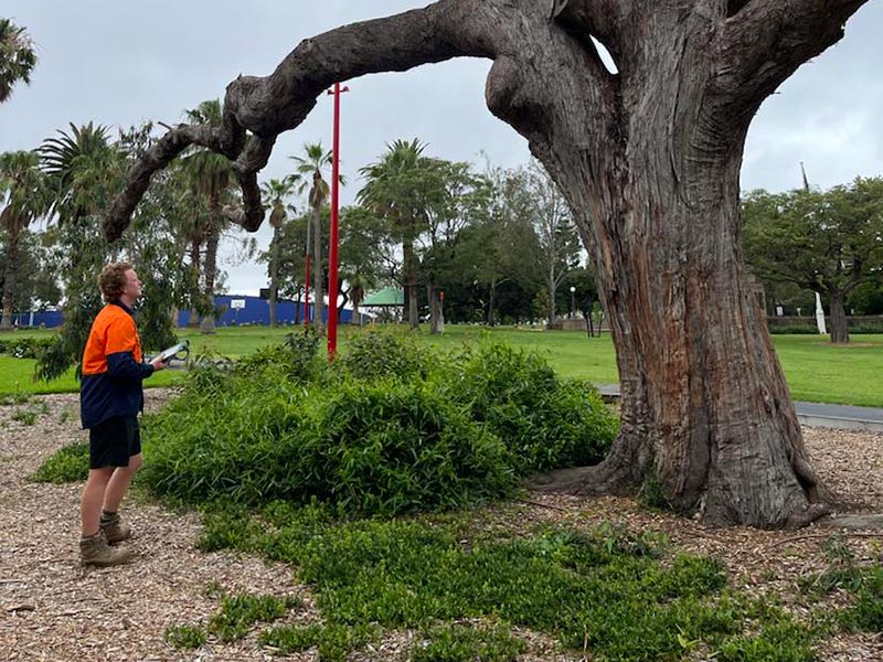 arborist preparing report