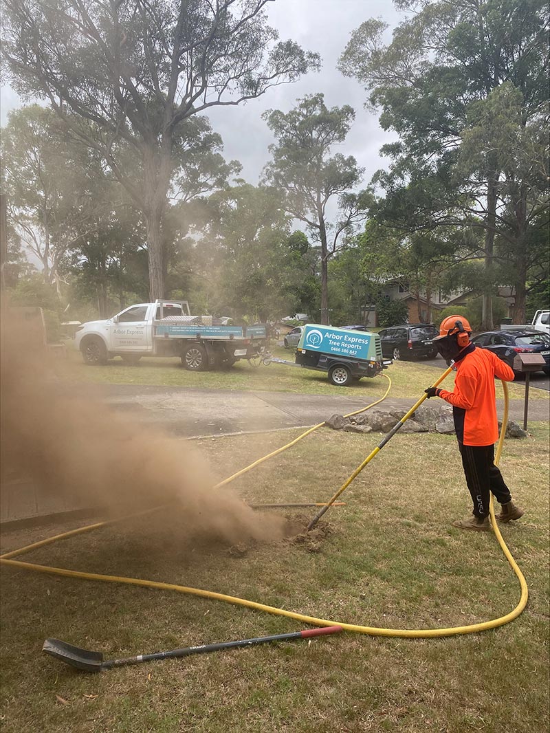 root mapping arborist 